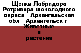 Щенки Лабрадора Ретривера шоколадного окраса - Архангельская обл., Архангельск г. Животные и растения » Собаки   . Архангельская обл.